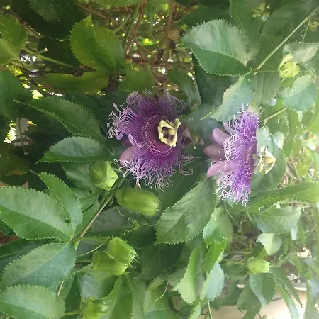 Jardin Des Orchidees